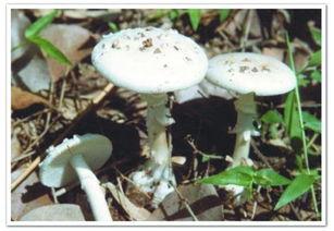 吃瓜吃虫吃菌子是什么菜