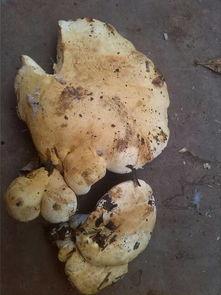 吃瓜吃虫吃菌子是什么菜