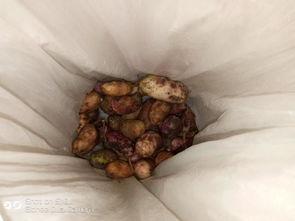 乡村小乔吃八月瓜,乡村小乔的八月瓜美味之旅