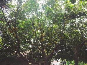 困在树上吃瓜,一场别开生面的“困瓜”奇遇