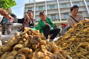 会东中学吃瓜事件,校园风波背后的真相与反思