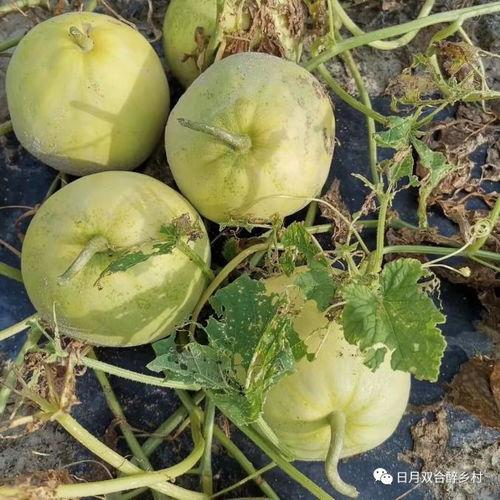 对线吃瓜,对线吃瓜，揭秘赛场背后的精彩瞬间