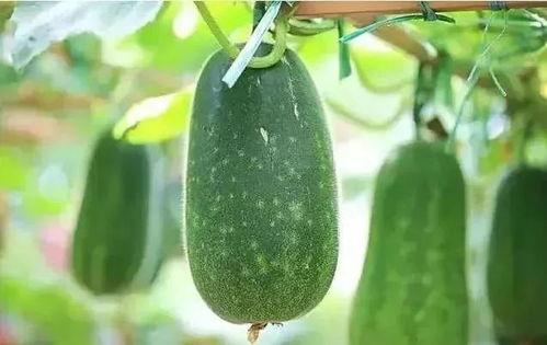 大暑吃瓜视频大全