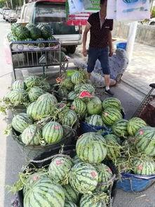 临沂灰灰吃瓜事件