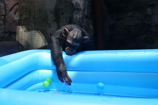 吃瓜女人像猩猩,揭秘人类与动物之间的奇妙联系