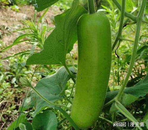 瓠子瓜是怎么吃的,解锁美味新体验