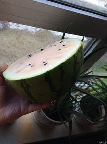 东北吃瓜不吃瓤,吃瓜不吐籽，品味独特风味