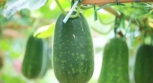 春吃芽夏吃瓜的意思,春芽夏瓜，顺应时节的味蕾之旅