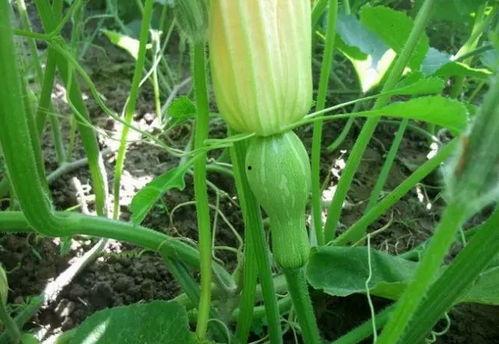 梦见烧瓜叶子吃,烧瓜叶子吃的寓意与启示