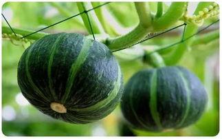 蓝瓜可以怎么吃,创意吃法大盘点