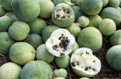 蓝瓜可以怎么吃,创意吃法大盘点