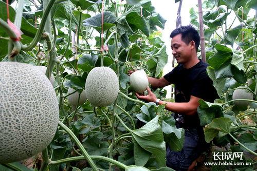 衡水李敏华吃瓜,揭秘网络舆论背后的真相