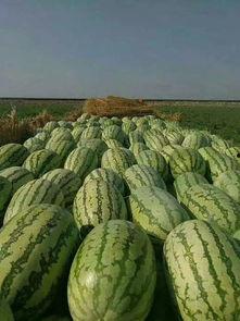 高瓜吃不掉,揭秘背后的趣味故事与生活智慧