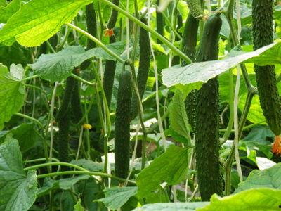 便秘可以吃红瓜吗